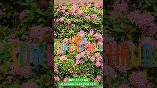 Ixora plant care and tips Greenleafytales ixora floweringshrubs flowergarden short [upl. by Auhsoj]