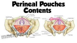 Superficial Vs Deep Perineal Pouch Contents [upl. by Head111]