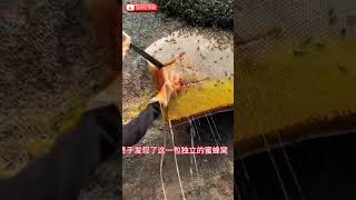 Harvesting honey from beehive 🍯 shorts ytshorts honey [upl. by Airetak]