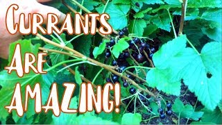 Currants are AMAZING [upl. by Wendi]