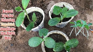 Expert Tips for Thinning Zucchini Seedlings the Right Way 🌱 zucchini gardeningtips gardening [upl. by Esirec]