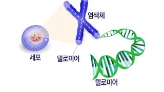 늙지 않고 젊음 유지…노화의 열쇠 텔로미어  YTN 사이언스 [upl. by Hardej546]