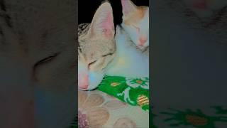 Doro amp Tusu🥰automobile cat kittenmusic musiccat cute live music musicvideo catlover kitten [upl. by Jollanta320]