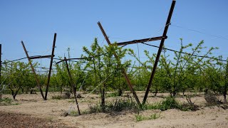 Growing More Fruit With The Tatura A HighDensity Trellising System [upl. by Caassi929]