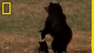 Wolves vs Grizzly Bears  National Geographic [upl. by Nehgem]