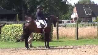 FRANZISKUS amp Ingrid Klimke  Westfalenwoche 2014  Warm Up [upl. by Eugine]