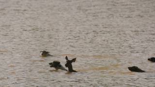 Hunting of Sambar Deer by Canines at Perch Dam Chandigarh [upl. by Dorthy]