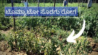 Tomato Bacterial amp Fusarium Wilt symptoms and how to control  ಟೊಮ್ಯಾಟೋ ಸೊರಗು ರೋಗ Dr A Venugopal [upl. by Ransell]