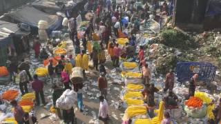 Kolkata Flower Market at Howrah Bridge [upl. by Lucias]