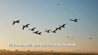 18 Fascinating Facts About Bird Migration Patterns [upl. by Hras]