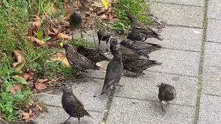 Common Starling Sturnus vulgaris Spreeuw Rotterdam ZH the Netherlands 21 Oct 2024 14 [upl. by Wulfe]