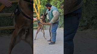 🔥Powerful Malinois attacks an intruder GUARDODESSA Police dog training Odessa Ukraine [upl. by Rapsac]