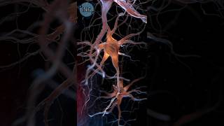 The Insane Speed of Your Nerve Cells [upl. by Alrrats]