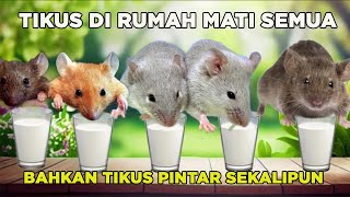 100 Berhasil Cara Mudah Usir Tikus Di Rumah [upl. by Elyr]