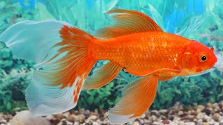 Goldfish Swimming  Best Fish Tank  Relaxing Piano Music for relaxation and to fall asleep 🐟 [upl. by Hadden799]