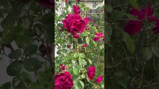 Fabulous Red Rose Vine  youtube ytshorts youtuber [upl. by Leod]