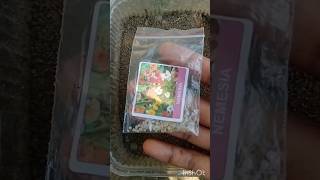 How to grow nemesia from seeds shorts plants [upl. by Hulda]