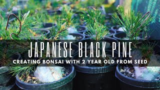 Unveiling the Secrets of Creating Bonsai with 2yearold Japanese Black Pines [upl. by Urias]