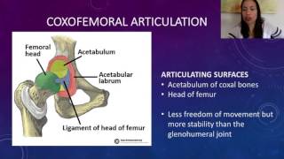 6 Coxofemoral Articulation [upl. by Aihsem738]