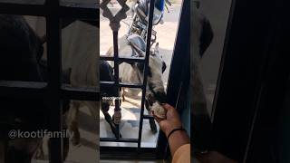 Vella ponnu family eating idlies 🥰🤗 kootifamily goats petlover tamil asmr [upl. by Dnomayd]