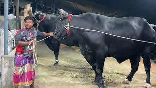 1100kg Plus Holstein Bull Showdown O MY GOD  Sadeeq Agro  Cattle Market Bangladesh [upl. by Adnala]