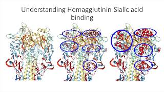 Hemagglutinin [upl. by Maryjo]