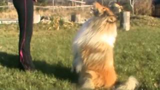 Collie rough sheltie  Dog Dancing Song Verona  Hey Boy [upl. by Oribella]