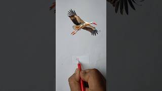 Stork।। Types Of Birds  23  ।। birds stork [upl. by Noit266]