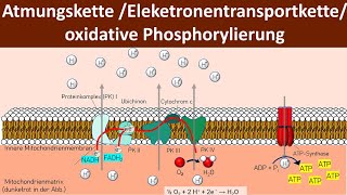 Atmungskette  Oxidative Phosphorylierung  Chemiosmose  Zellatmung 56  Biologie Oberstufe [upl. by Ivar]