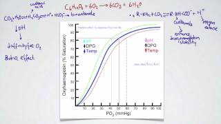 061 The Bohr Effect [upl. by Neb991]