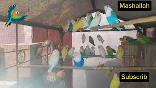 Mashallah Colony Birds Albino split RoziKoli Fisher blue mass pest Lenovo lovebirds viralvideo [upl. by Swec]