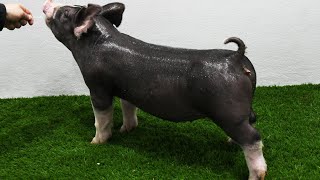 Lane Show Pigs Fall 2024 2015 Berkshire Gilt [upl. by Purpura]