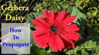 Simplest Way to Propagate Gerbera Daisy  How To Grow amp Care Gerbera Daisies [upl. by Nnylsaj754]