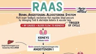 The ReninAngiotensinAldosterone System RAAS [upl. by Silda]