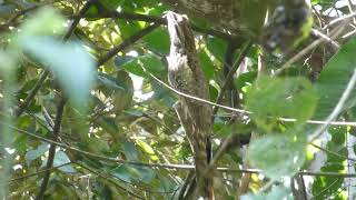 Longtailed Potoo Nyctibius aethereus longicaudatus Tarapoto Peru 1 July 2019 [upl. by Yesrod581]