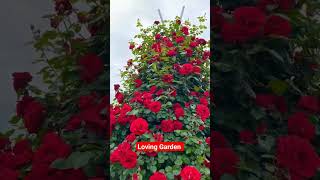 Beautiful Red Rose Vine ❤️lovinggarden gardeningvideos redrose viralvideo shortvideo [upl. by Chao]