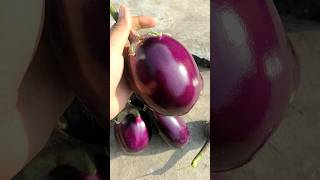 Harvesting of Big Brinjals gardening ideas [upl. by Noma]