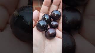 Benefícios da jabuticaba [upl. by Enogitna]