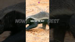 Meet the Honey Badger Nature’s Toughest Warrior HoneyBadger WildlifeFacts FearlessAnimals [upl. by Caldeira608]