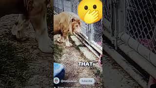 Insane lion prank caught on cam [upl. by Lose212]