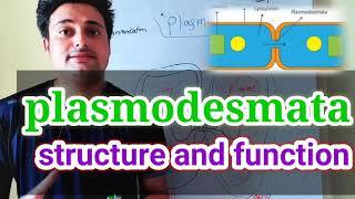 plasmodesmata structure and function explained  communication junctions  a cell junction [upl. by Anthony]