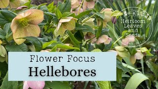 25 Flower Focus Hellebores All About Hellebore Plants Heirloom Leaves and Seeds How to gardening [upl. by Dallon418]