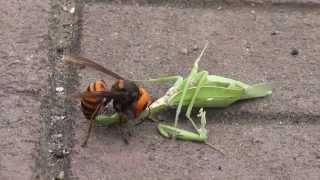 ガンバレ カマキリ VS スズメバチ A hornet caught a mantis [upl. by Detta505]