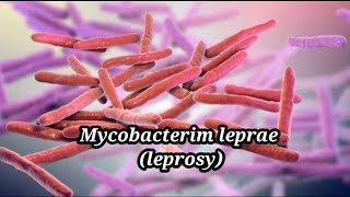 Mycobacterium leprae morphology [upl. by Smoot]