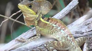 Basiliscus vittatus Brown Basilisk male  Basilisco o charancaco macho [upl. by Jacky]