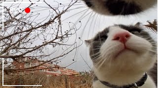 Camera On a CAT Hunting Birds and Meeting Furry Friends [upl. by Aneri]