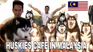 HUSKISS  DOG CAFE FOR HUSKY LOVER IN MALAYSIA [upl. by Monica]