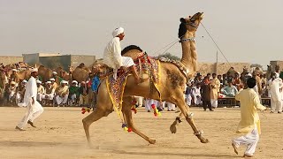 Beautiful Camel Race and Dance in Cholistan Desert  رقص الجمل الجميل Subtitled [upl. by Hedvige]