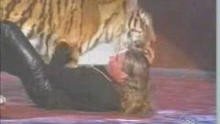 Wild Tiger Attack Stunt at Award Show [upl. by Sualokin104]