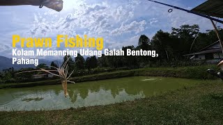 Prawn Fishing Kolam Memancing Udang Galah Bentong Pahang Target Giant Fresh Water Prawn [upl. by Klehm]